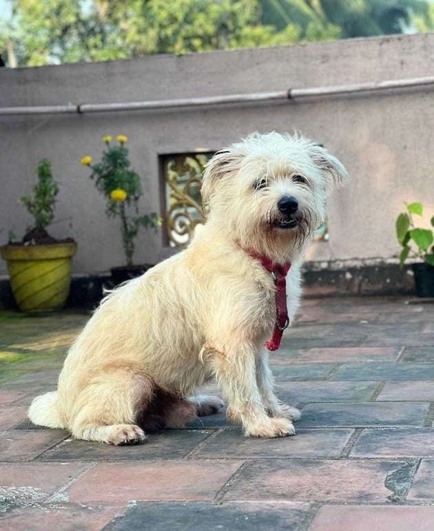 Lhasa Apso Dogs For Mating In Chennai