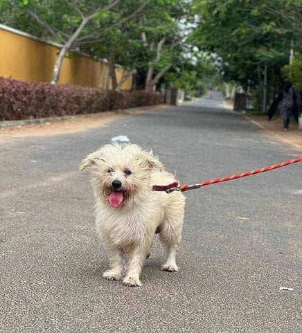 Lhasa Apso Dogs For Mating In Chennai