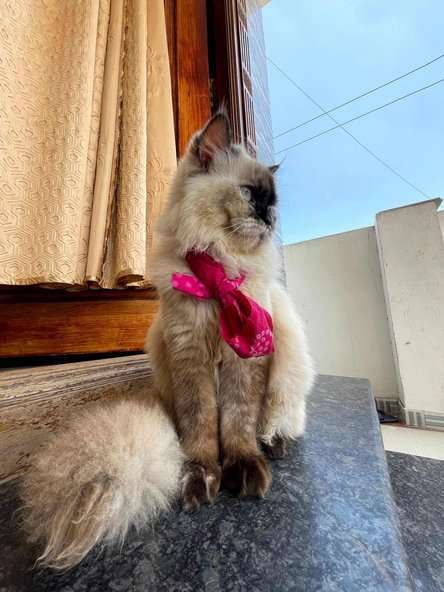 Himalayan Dogs For Mating In Coimbatore