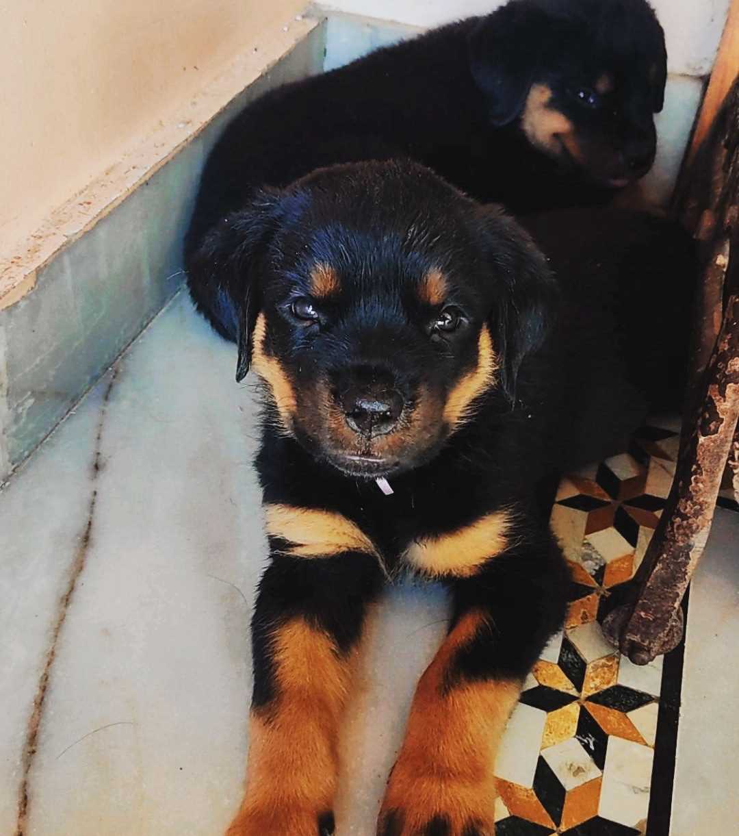 Rottweiler For Sale In Guntur