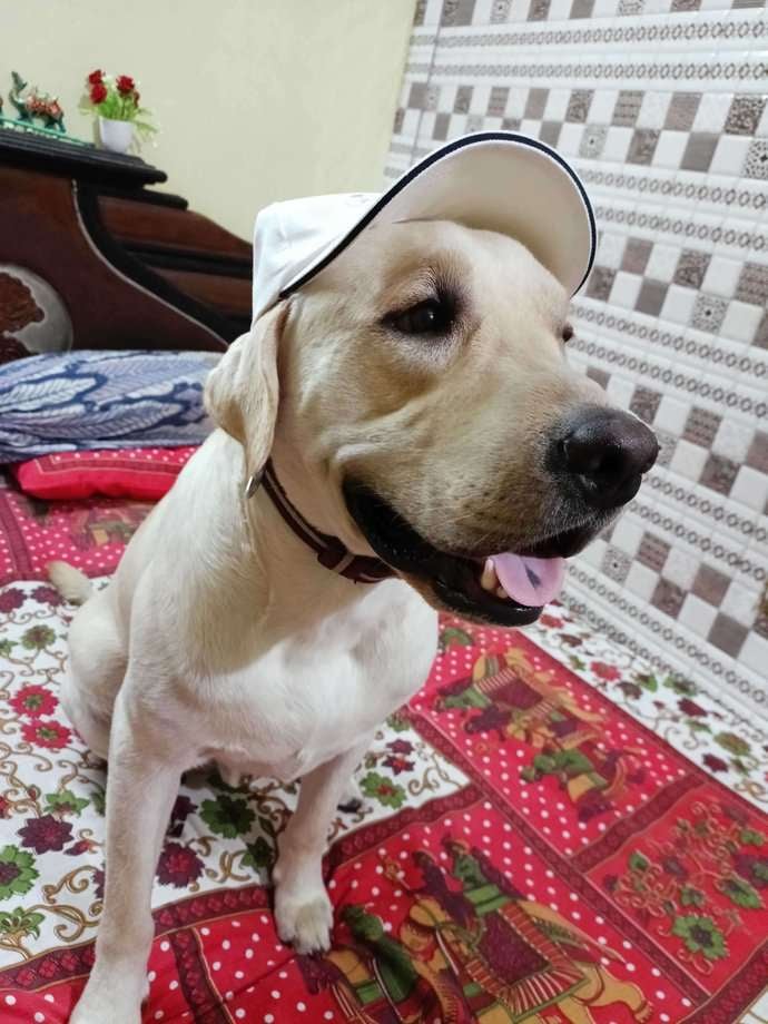 Labrador Retriever Dogs For Mating In Delhi