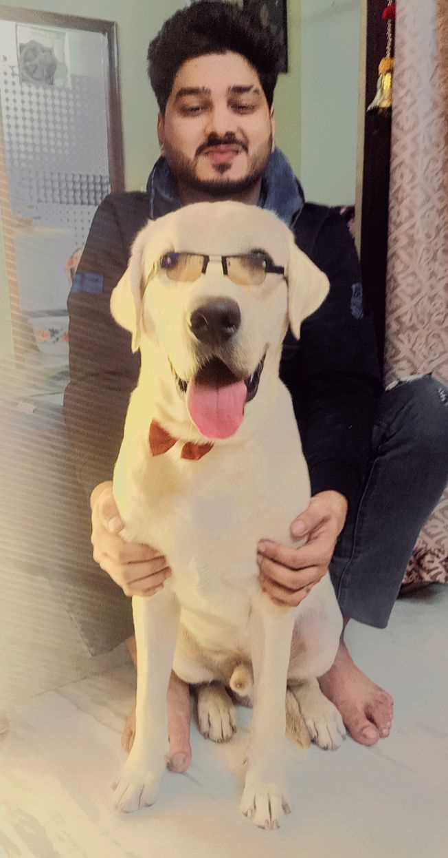 Labrador Retriever Dogs For Mating In Delhi