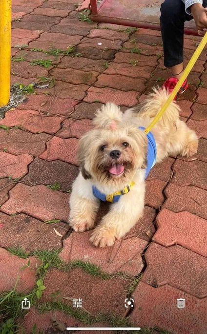 Lhasa Apso Dogs For Mating In Pune