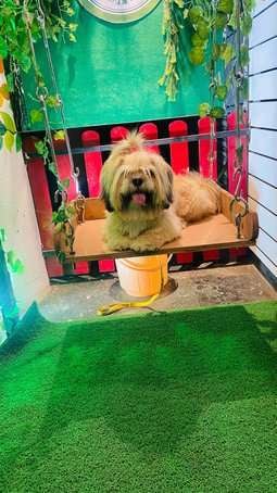Lhasa Apso Dogs For Mating In Pune