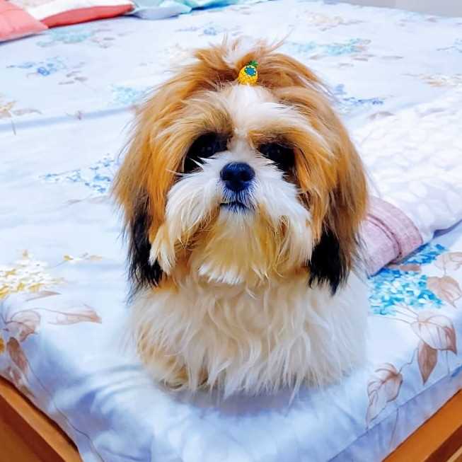 Shih Tzu Dogs For Mating In Ahmedabad