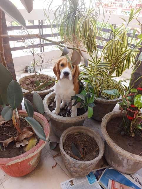 Beagle Dogs For Mating In Ghaziabad