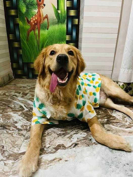 Golden Retriever Dogs For Mating In Ahmedabad