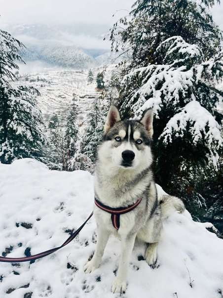 Siberian Husky Dogs For Mating In Shimla