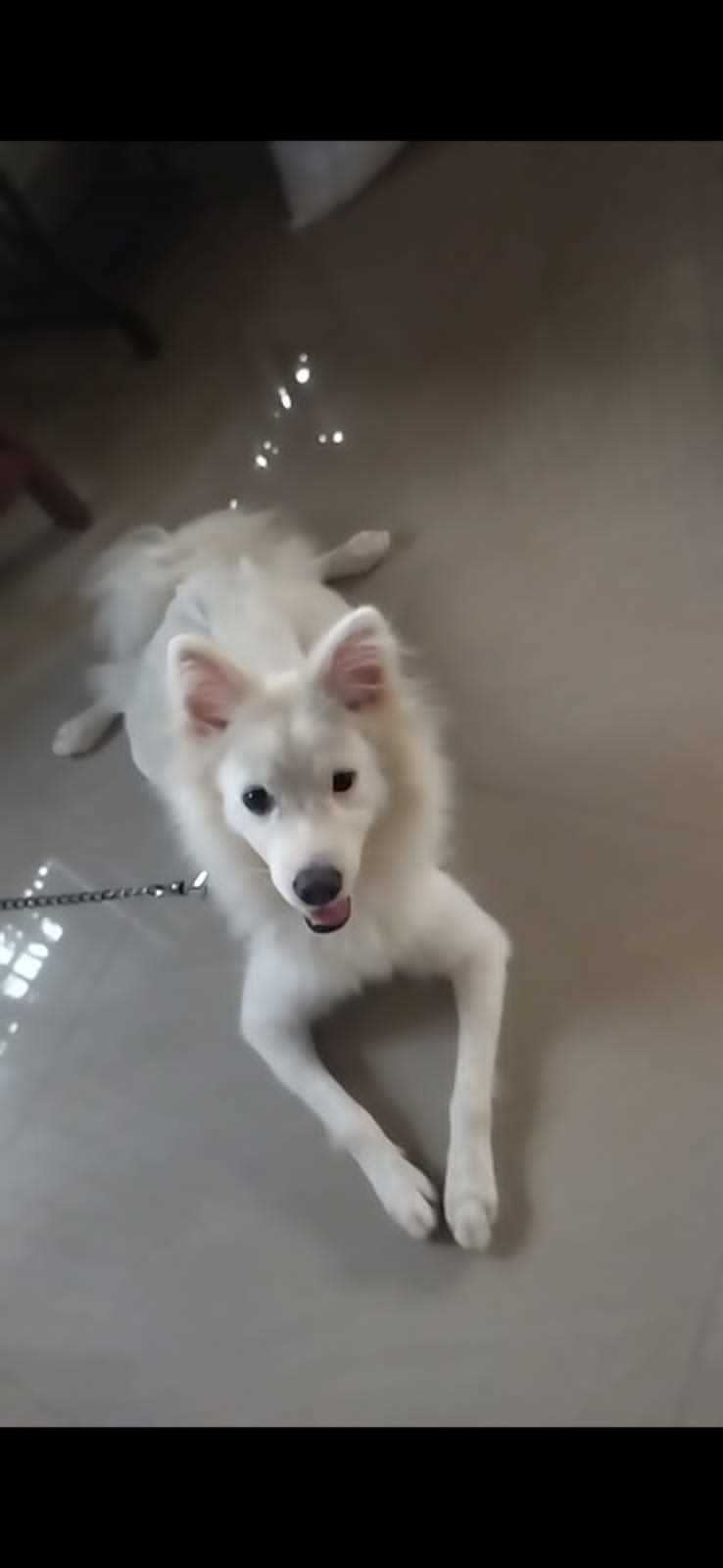 Indian Spitz Dogs For Mating In Thanjavur