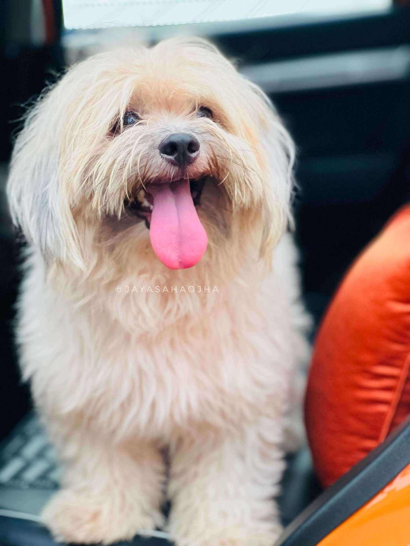 Lhasapoo Dogs For Mating In Kolkata