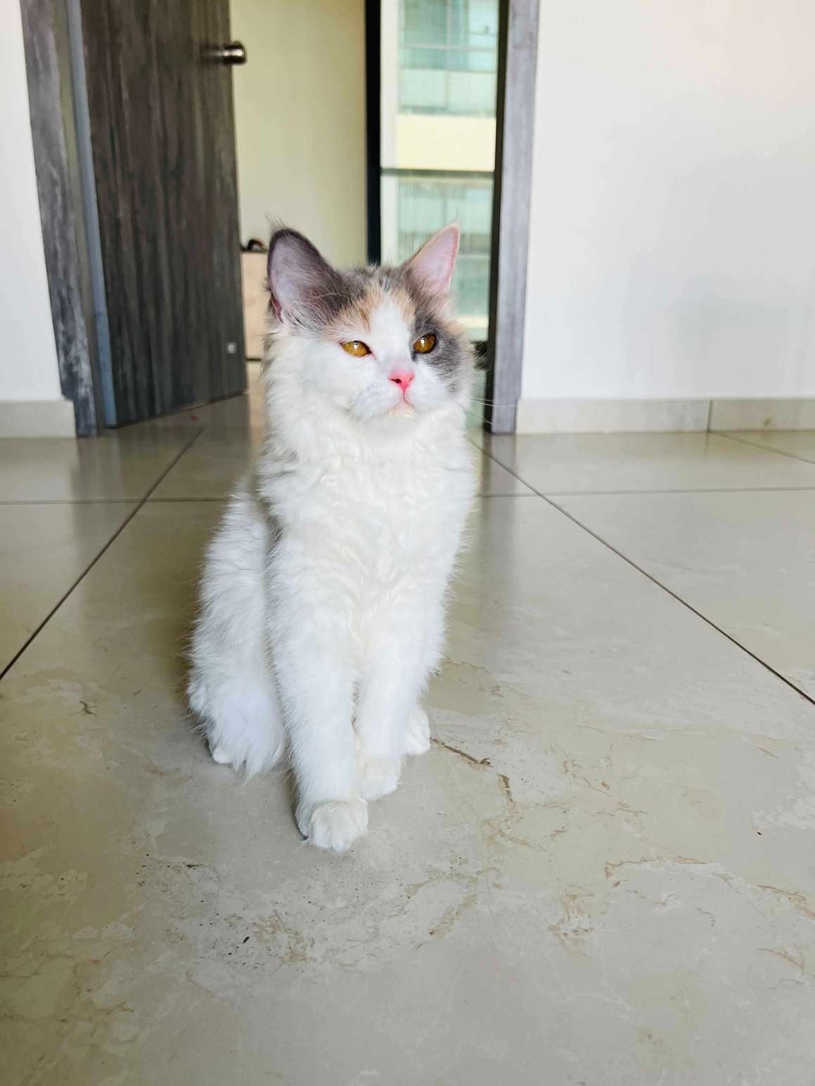 Persian For Sale In Vadodara