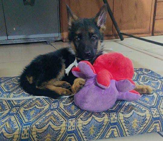 German Shepherd For Sale In Gurgaon