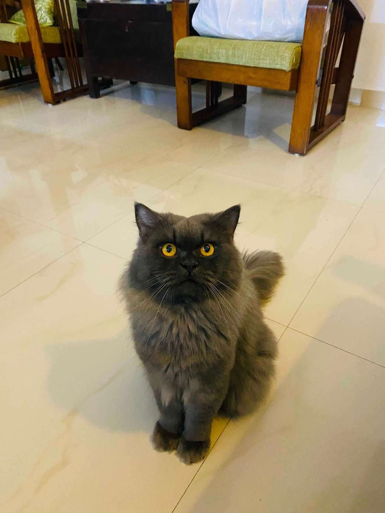 Persian For Adoption In Ernakulam