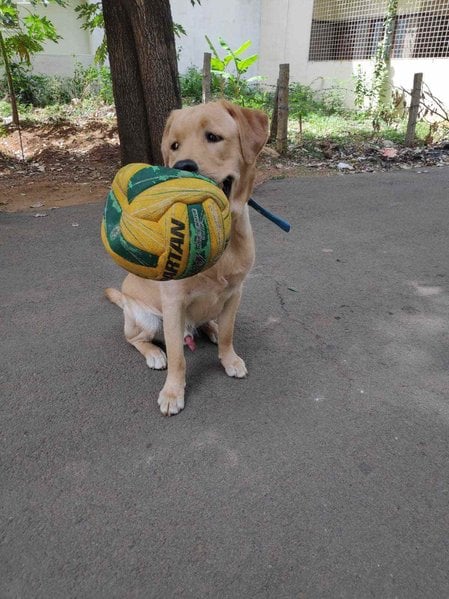 Labrador Retriever Dogs For Mating In Bangalore
