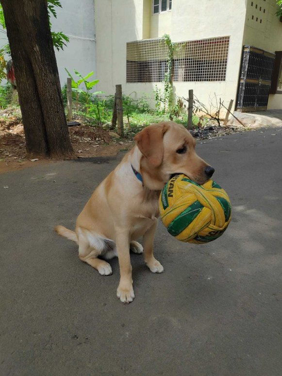 Labrador Retriever Dogs For Mating In Bangalore