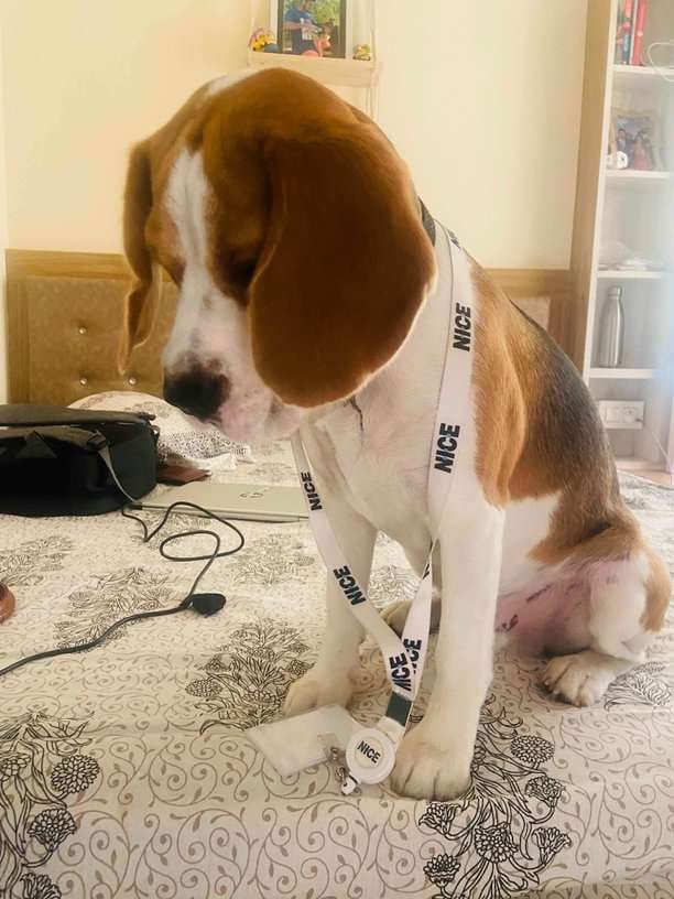 Beagle Dogs For Mating In Pune