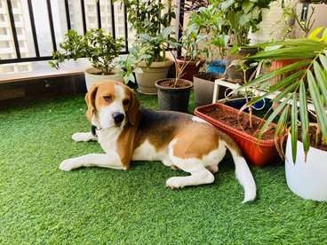 Beagle For Sale In Pune