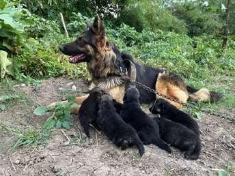 German Shepherd For Sale In Bhopal