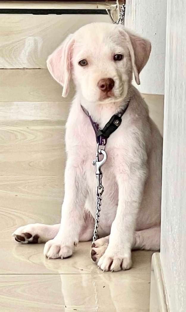 Labrador Retriever For Sale In Ernakulam