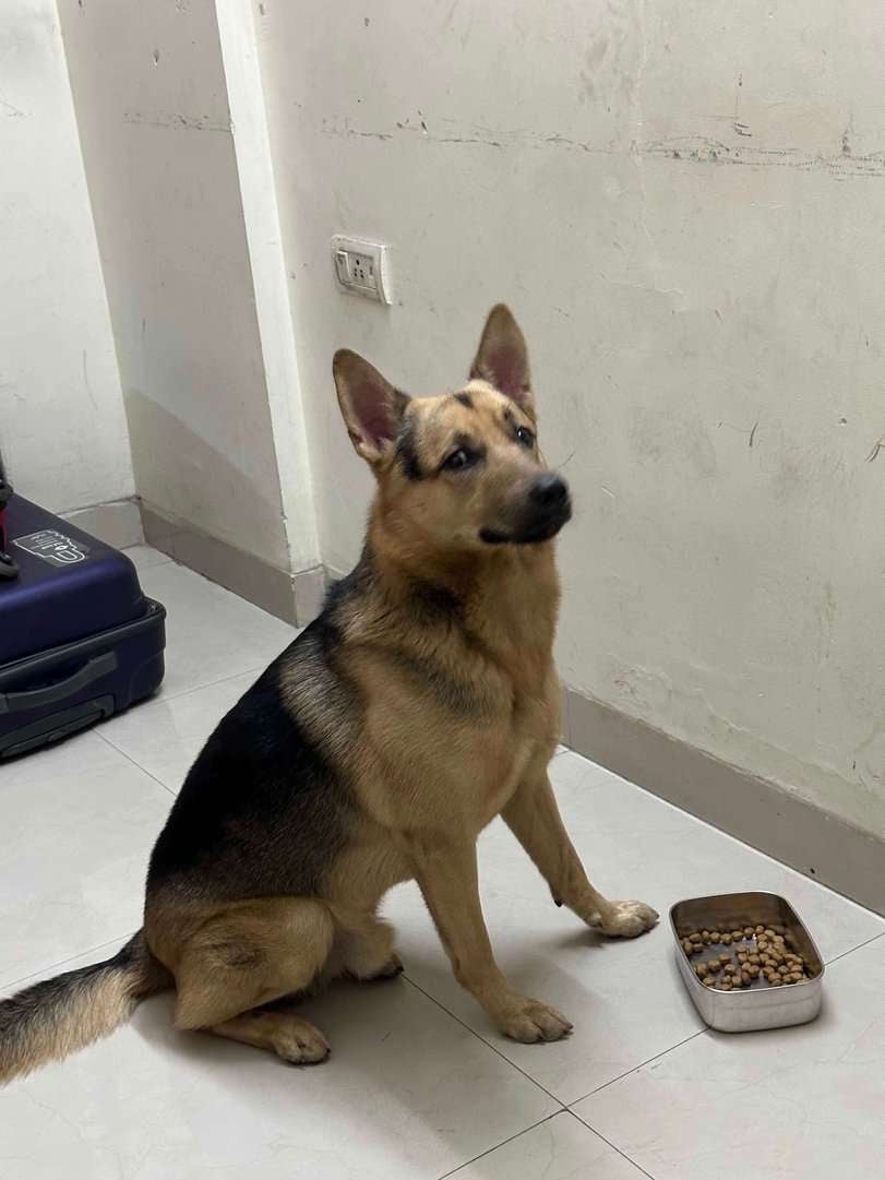 German Shepherd Dogs For Mating In Mumbai