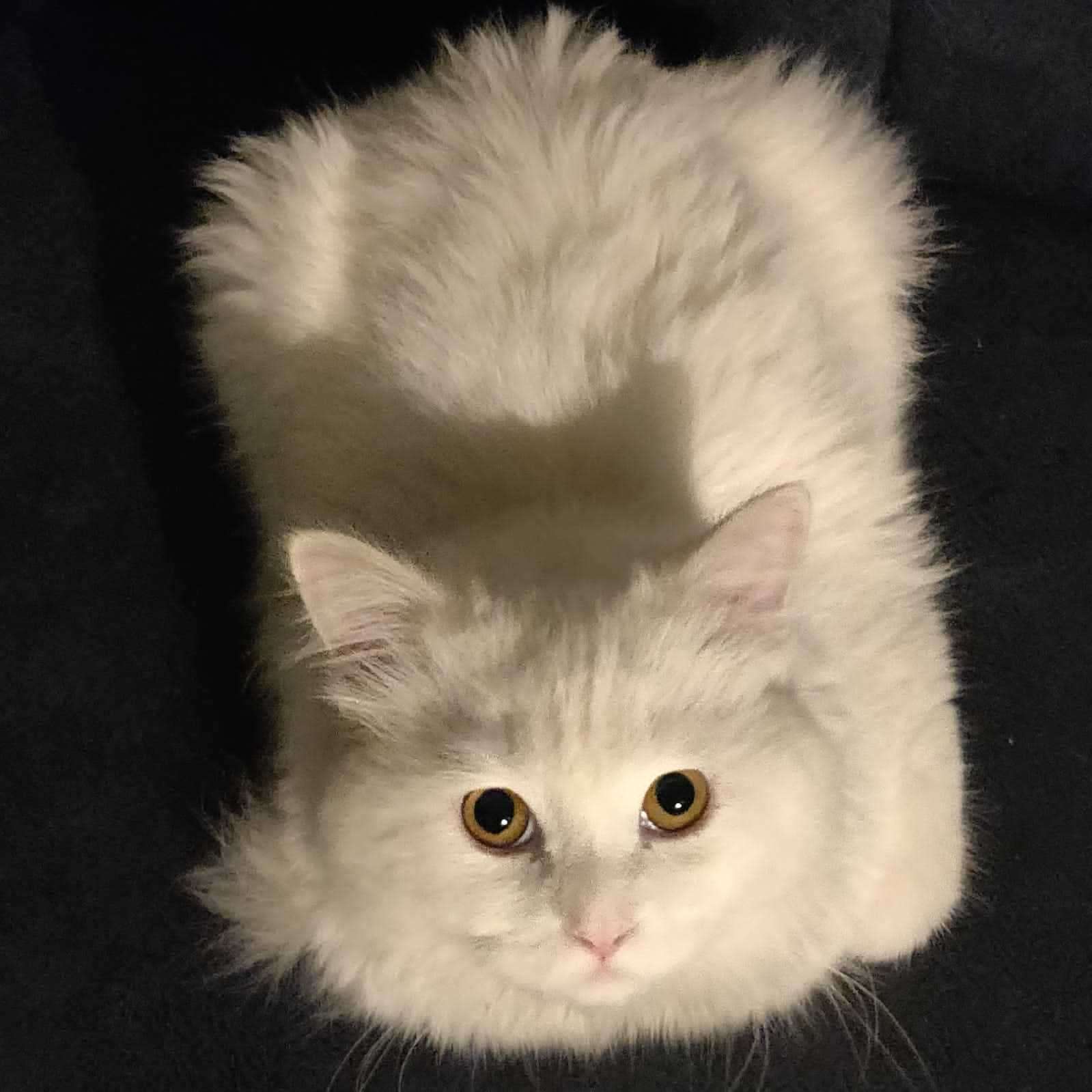 Persian Dogs For Mating In Delhi