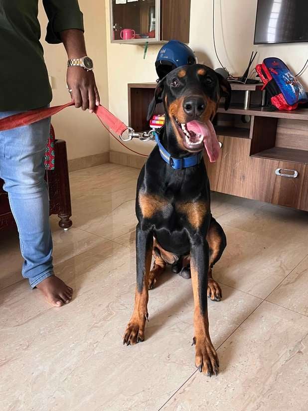 Doberman Dogs For Mating In Visakhapatnam