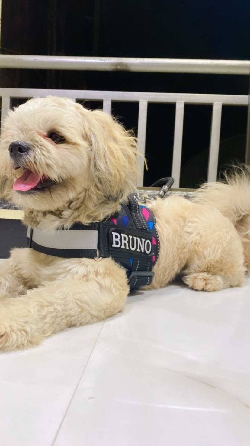 Lhasa Apso Dogs For Mating In Mumbai