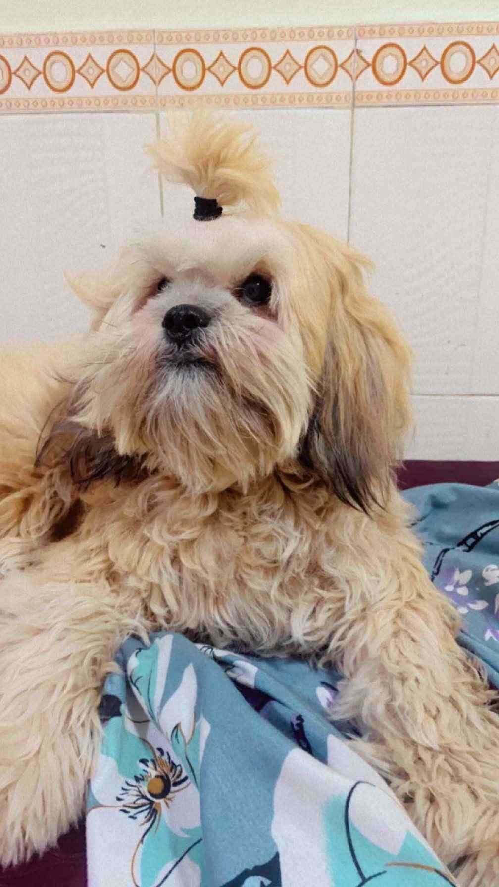 Lhasa Apso Dogs For Mating In Mumbai