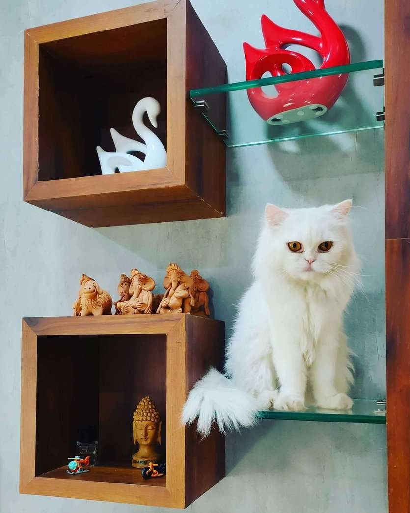Persian For Sale In Kolhapur