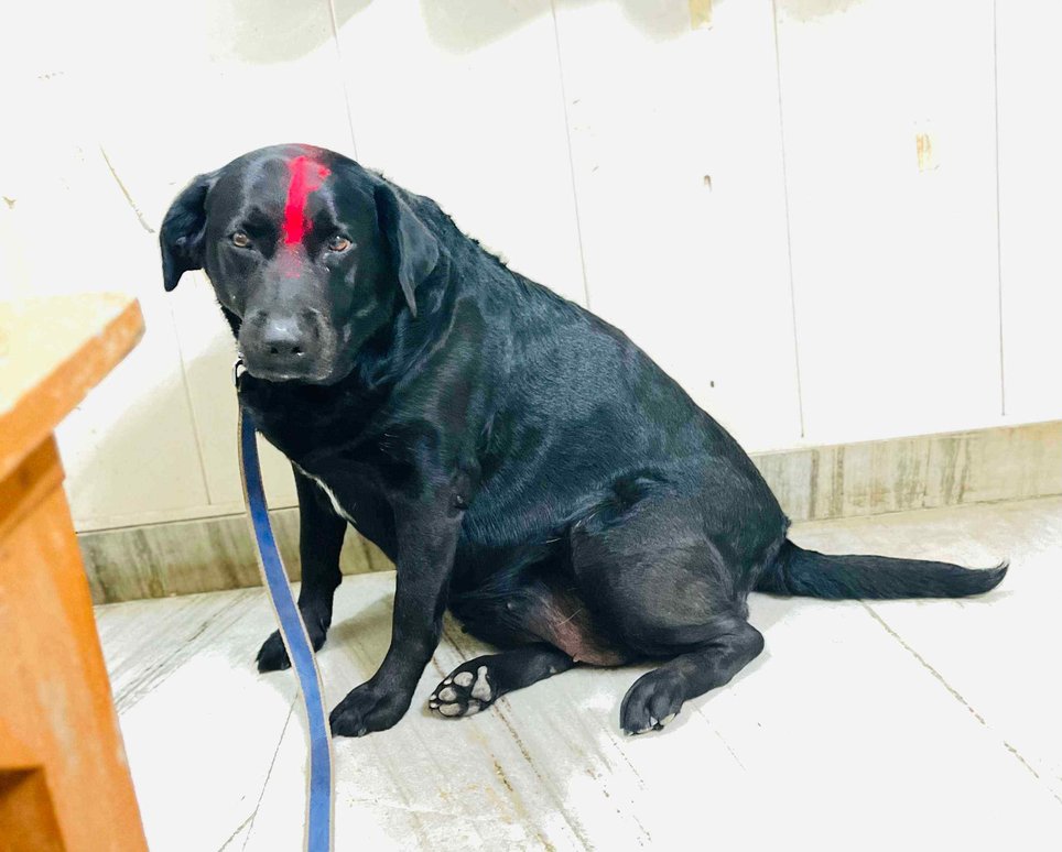 Labrador Retriever Dogs For Mating In Varanasi