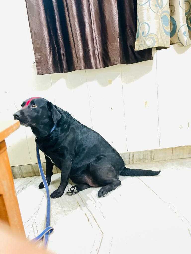 Labrador Retriever Dogs For Mating In Varanasi