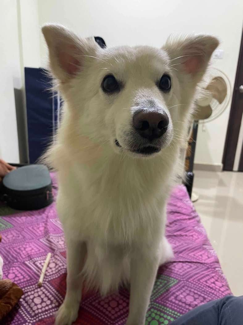German Spitz Dogs For Mating In Bhubaneswar