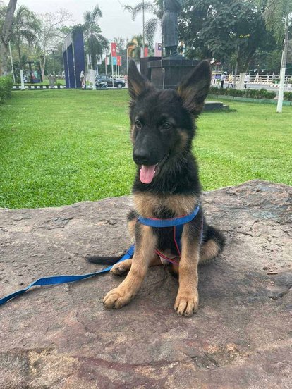 German Shepherd For Adoption In Bhubaneswar