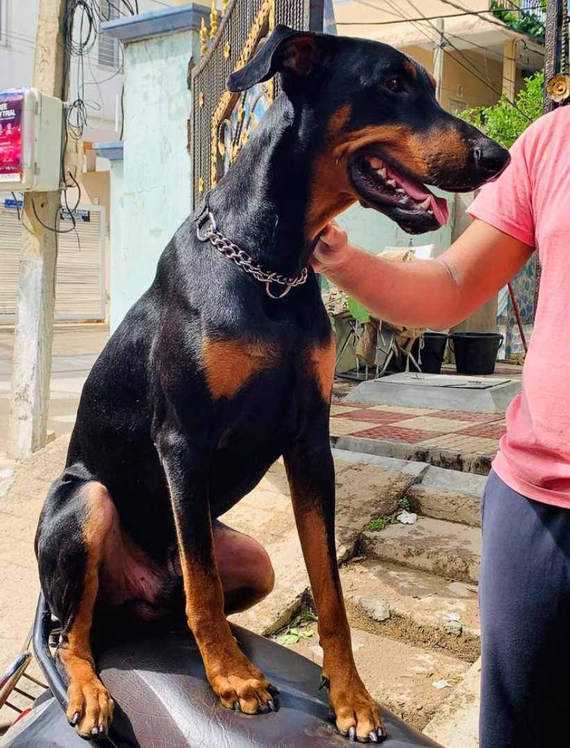 Doberman Dogs For Mating In Hyderabad