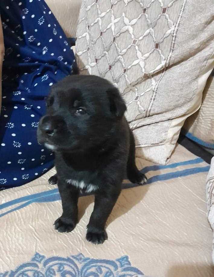 German Shepherd For Sale In Bhopal