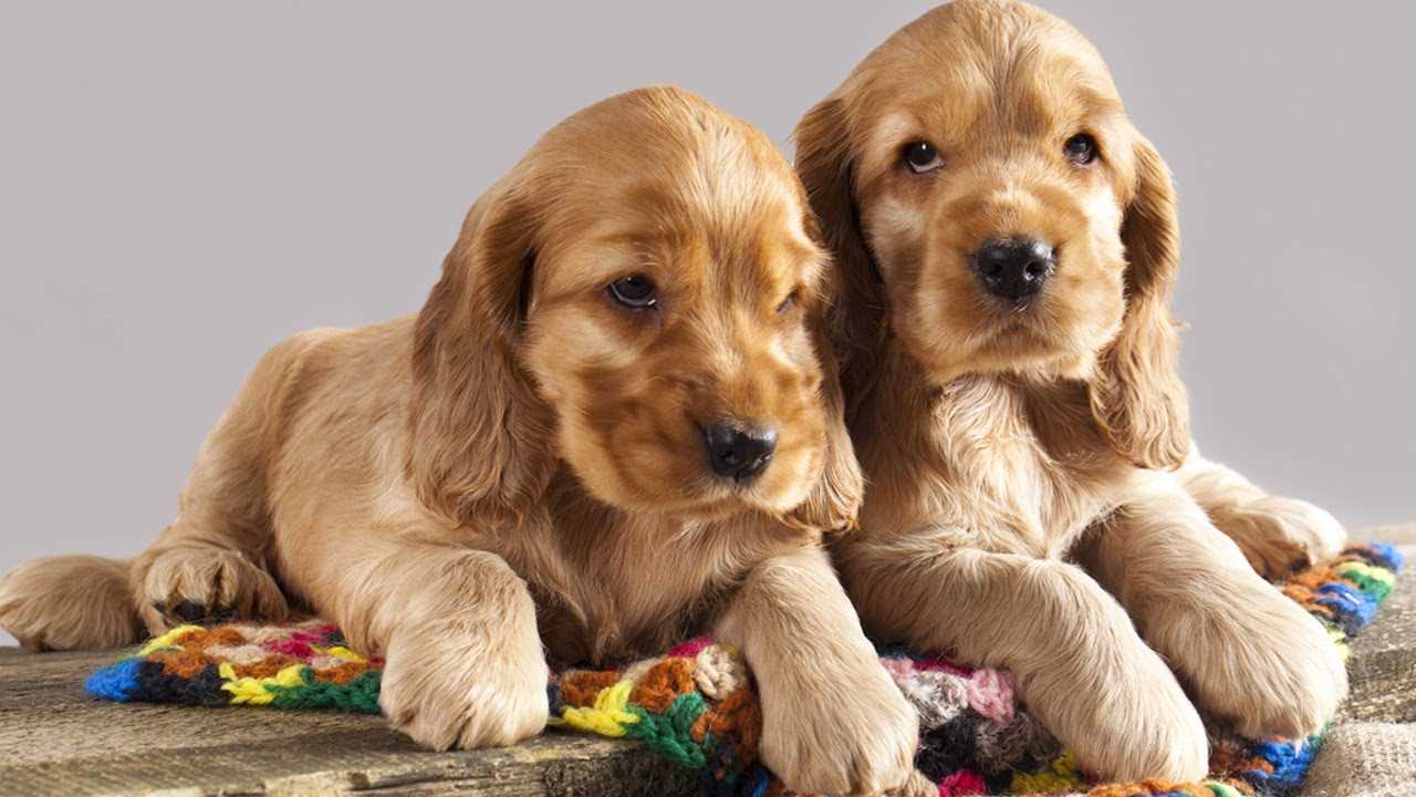 Cocker Spaniel For Sale In Bangalore