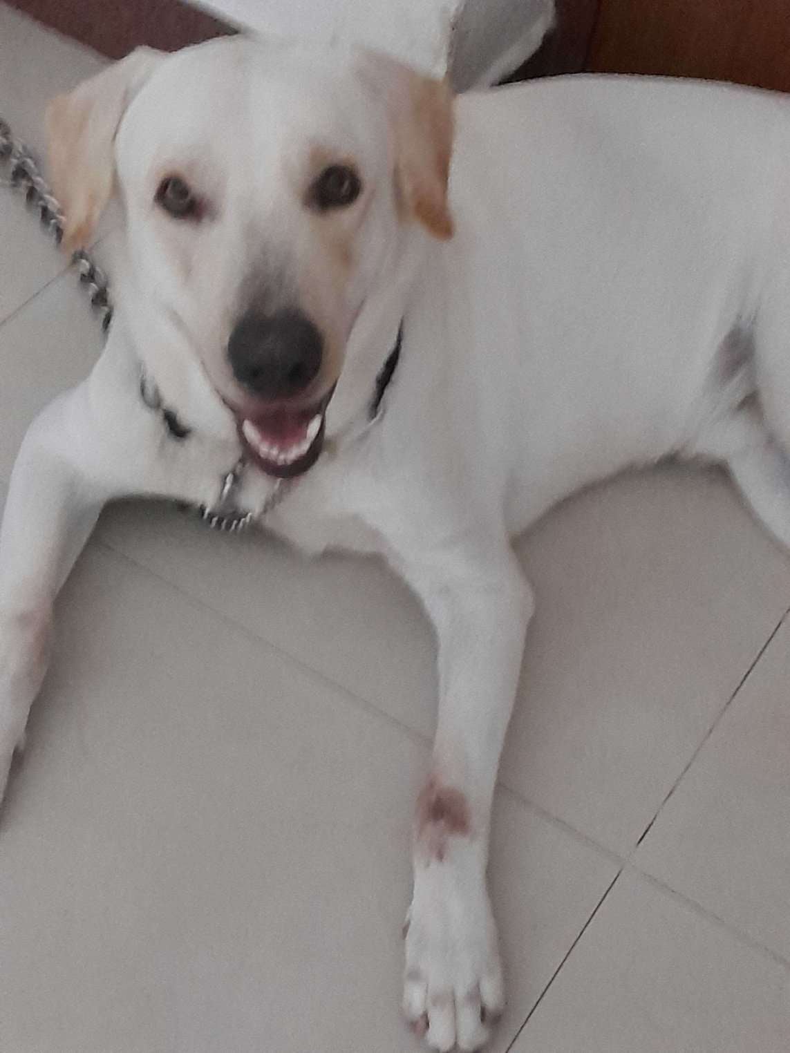Labrador Retriever Dogs For Mating In Coimbatore
