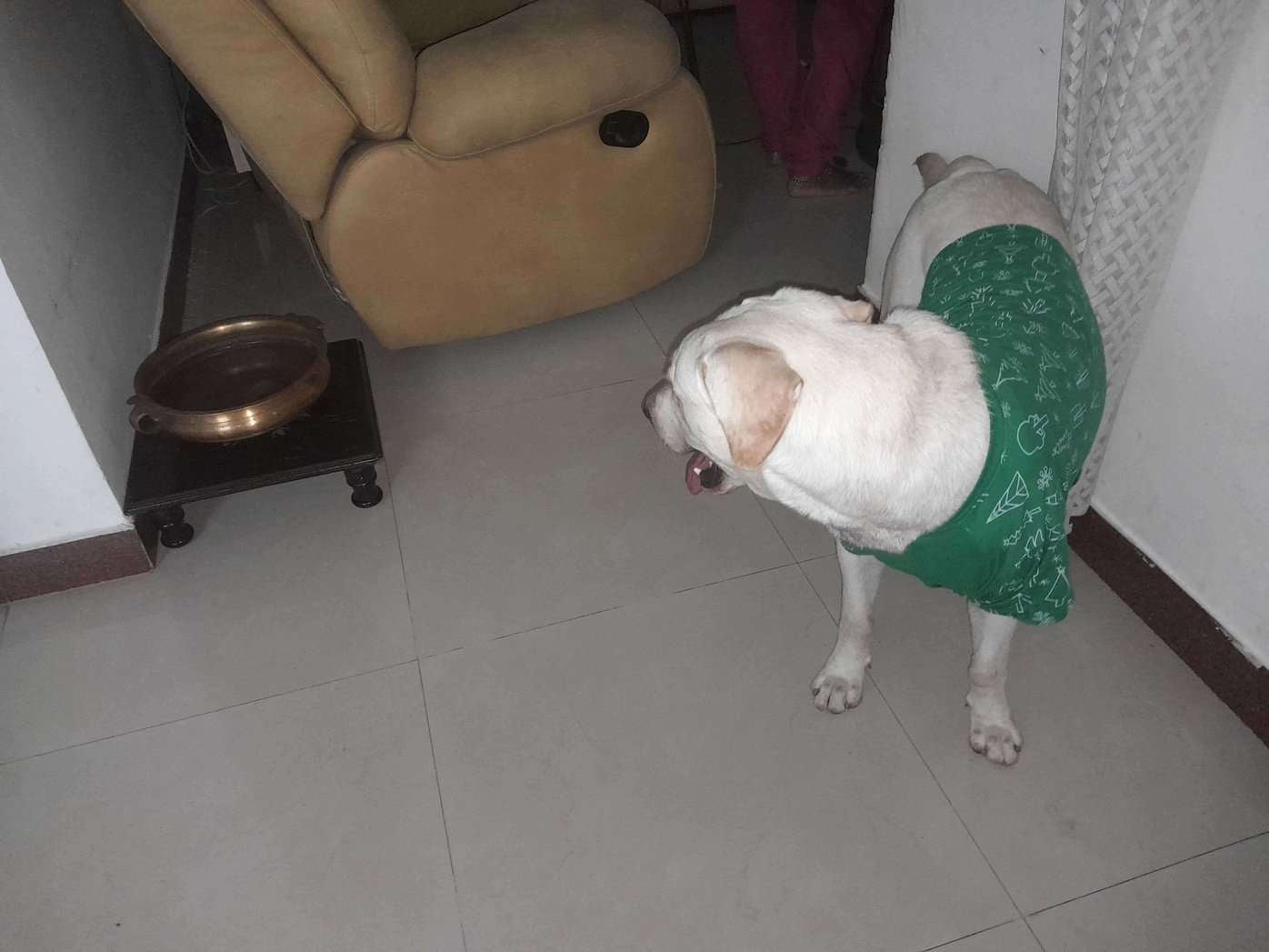 Labrador Retriever Dogs For Mating In Coimbatore