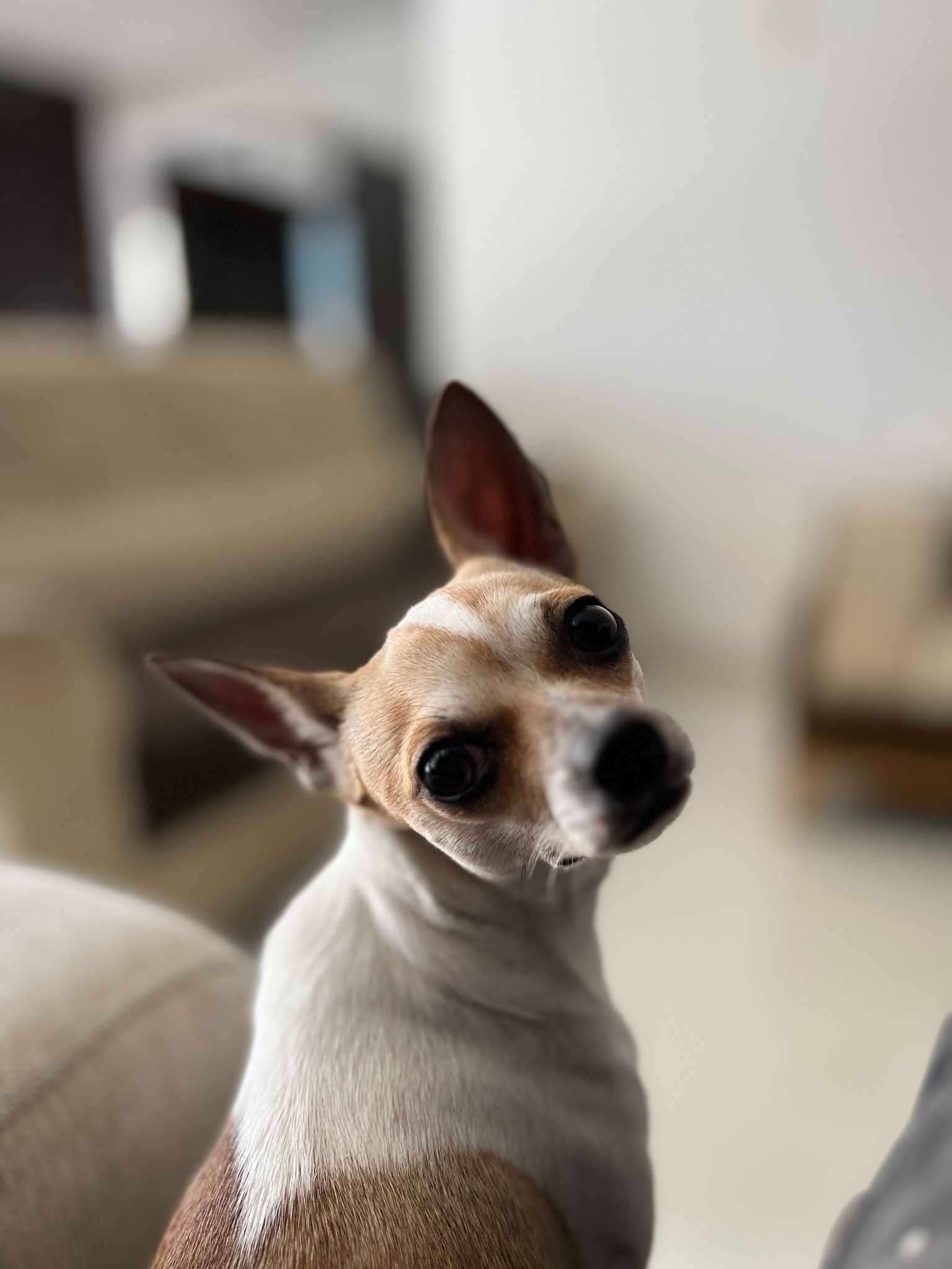 Chihuahua Dogs For Mating In Hyderabad