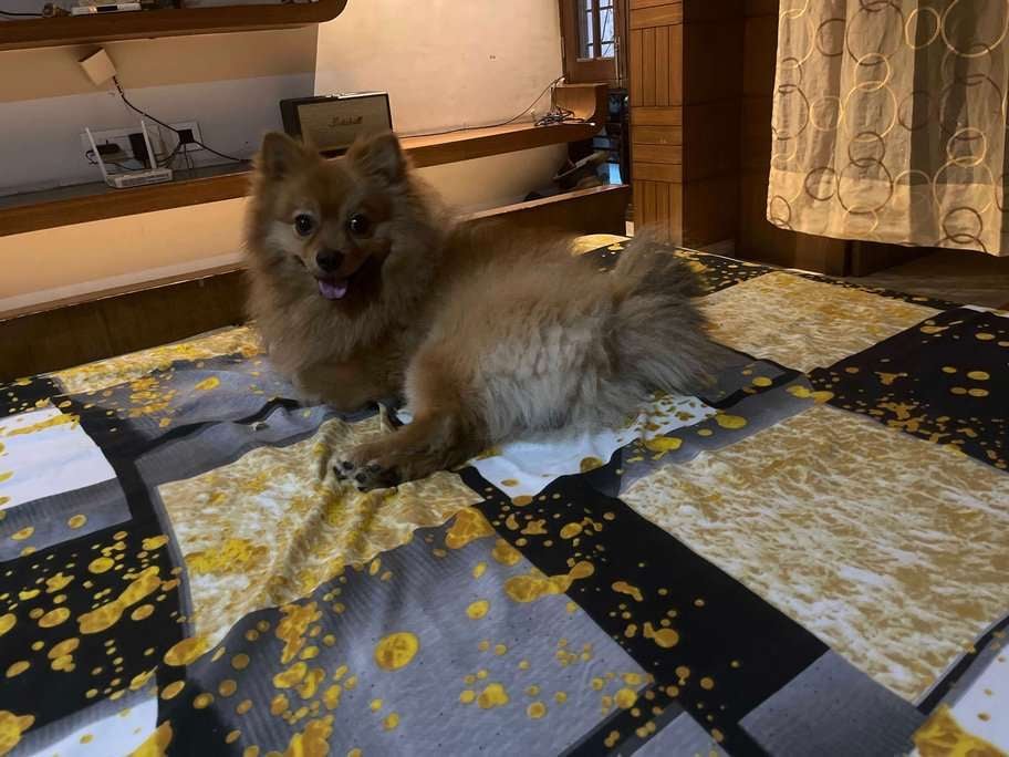 Pomeranian Dogs For Mating In Chandigarh