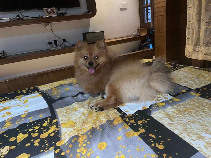 Pomeranian Dogs For Mating In Chandigarh