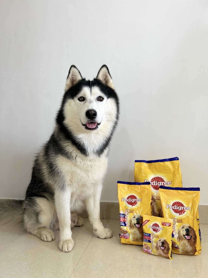 Siberian Husky Dogs For Mating In Bangalore
