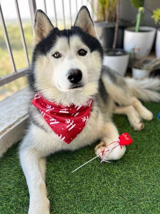 Siberian Husky Dogs For Mating In Bangalore