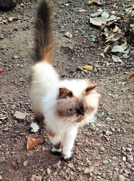 Himalayan For Sale In Ernakulam
