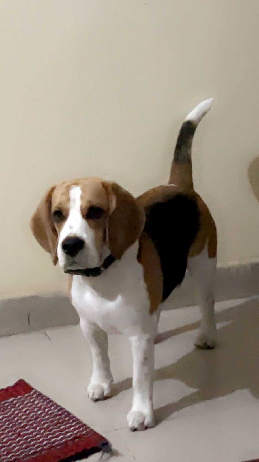 Beagle Dogs For Mating In Gurgaon
