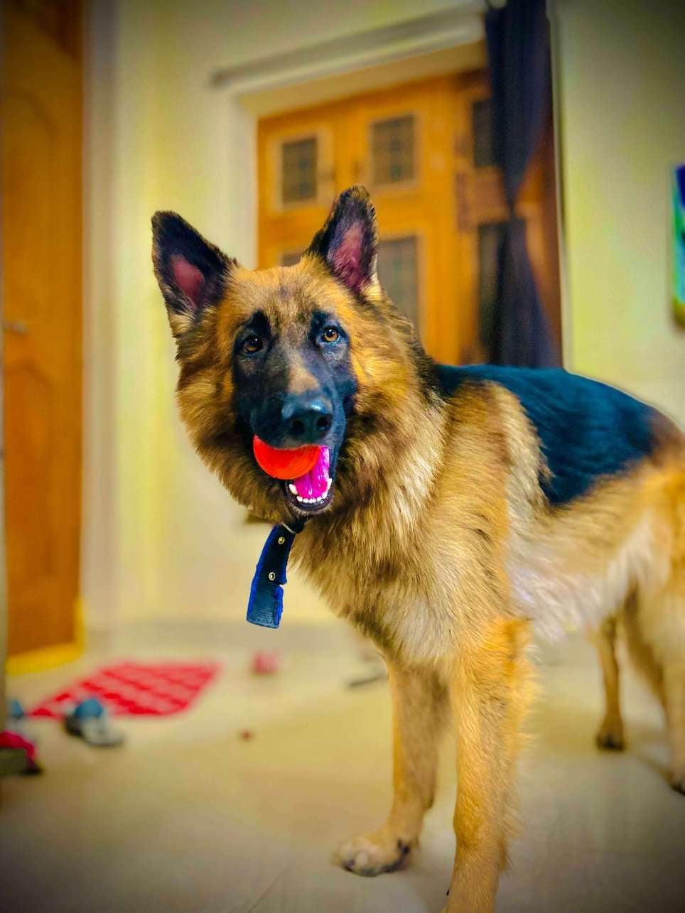German Shepherd Dogs For Mating In Hyderabad