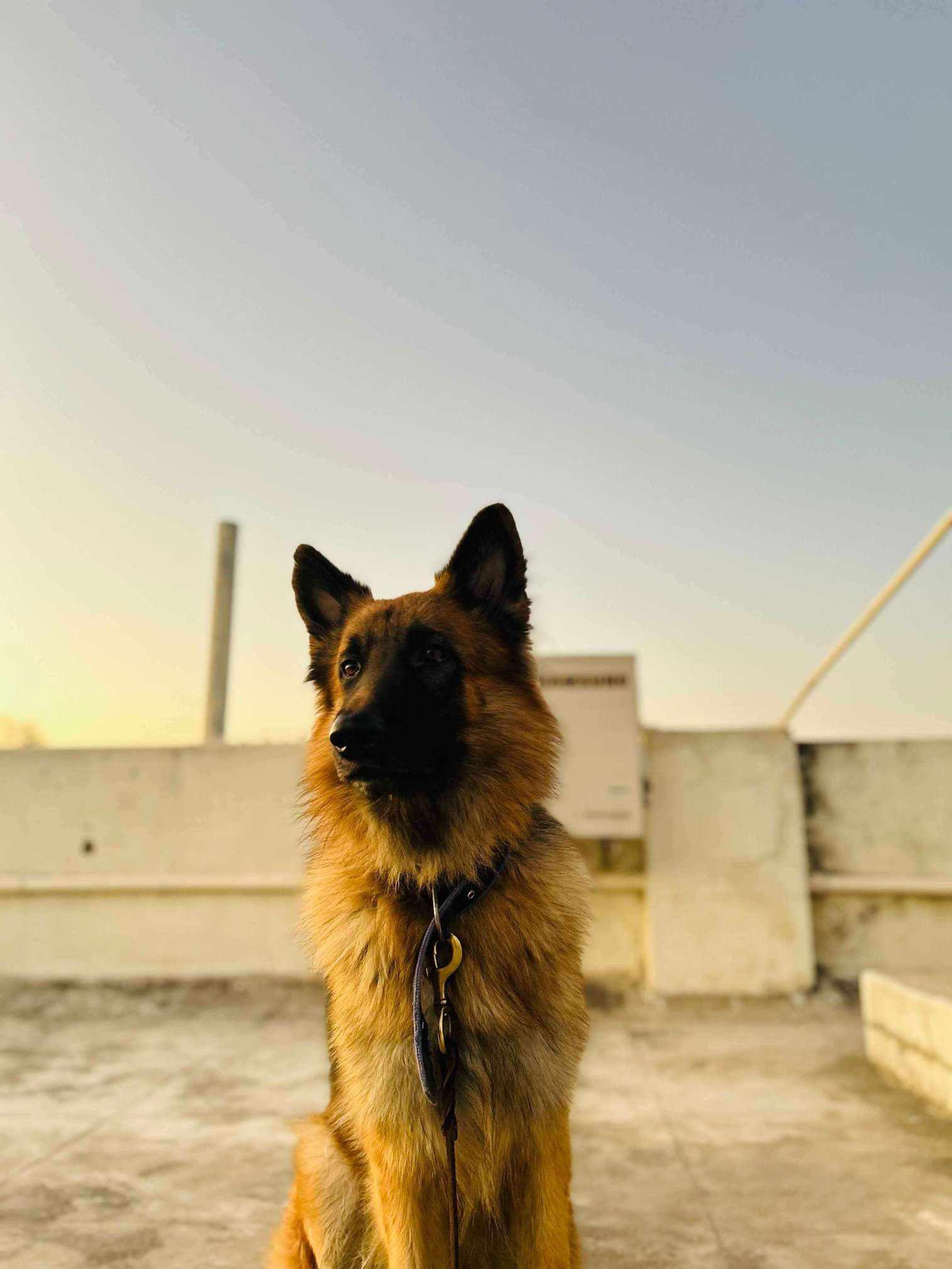 German Shepherd Dogs For Mating In Hyderabad