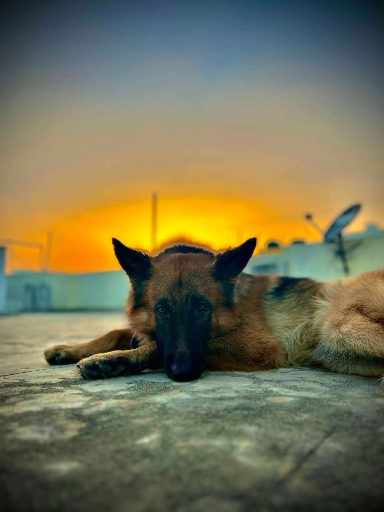 German Shepherd Dogs For Mating In Hyderabad