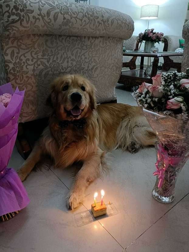 Golden Retriever Dogs For Mating In Chandigarh