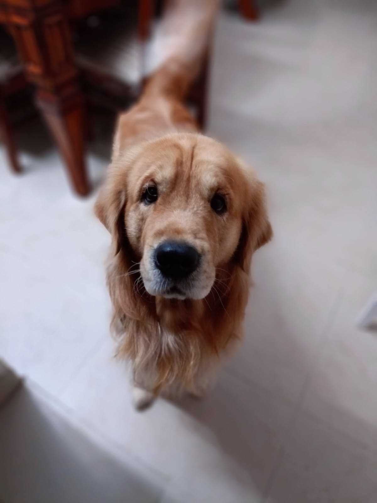 Golden Retriever Dogs For Mating In Chandigarh